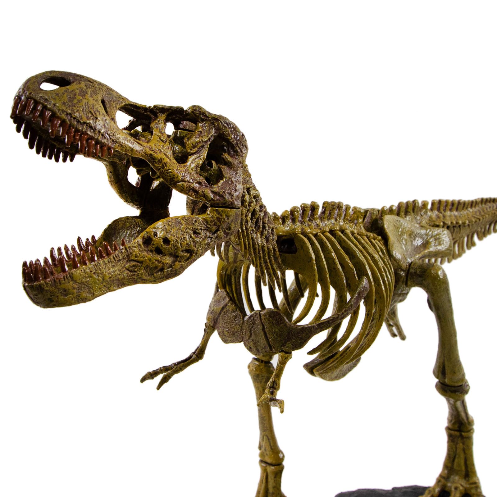 Amazon.co.jp: Geoworld ティラノサウルス レックス スケルトンモデル
